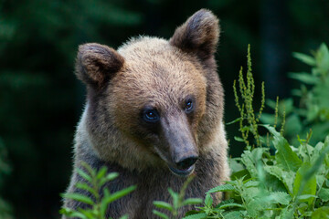 Naklejka na ściany i meble Adorable young brown bear in Bucegi Mountains, Sinaia area, Prahova County, Romania
