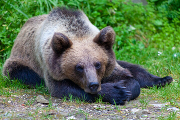 Obraz premium Adorable young brown bear in Bucegi Mountains, Sinaia area, Prahova County, Romania