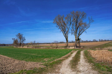 Rural landscape with a tree