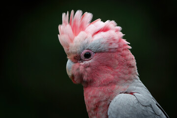 Juvenile Galah portrait