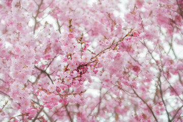 Pink cherry blossoms