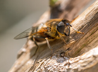 Hoverfly sitting on a piece of wood