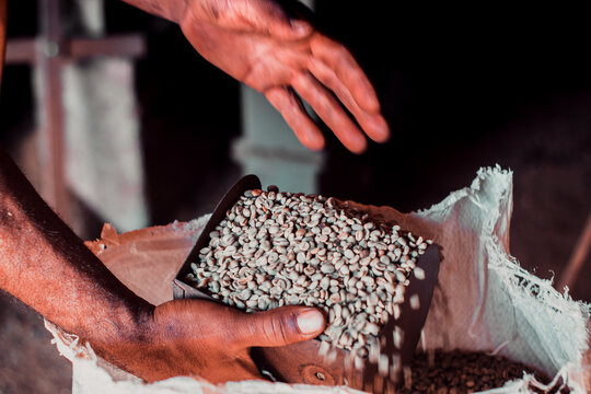 imagens de trabalho manual do colheita de café.