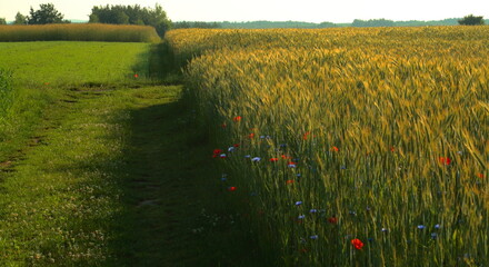 Rolnictwo ekstensywne © Maciej Bonk