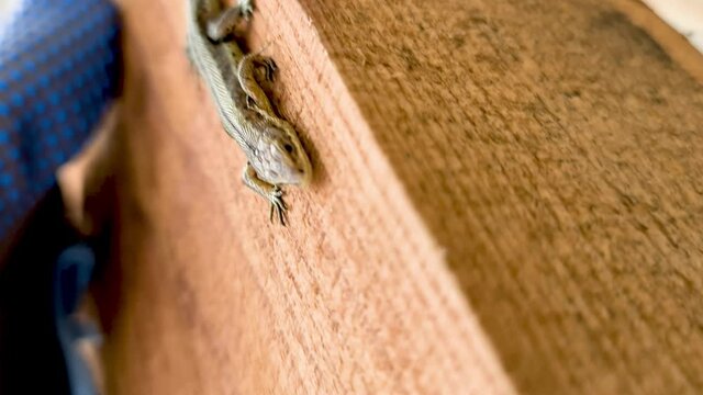 European lizard in sunlight sitting on a bench in Ireland