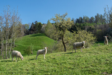 Fototapeta na wymiar Four sheep grassing on a field in Cantone Appenzell, Switzerland