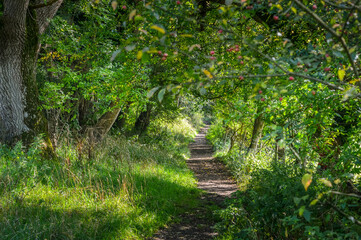 Obraz premium Woodland Path In England