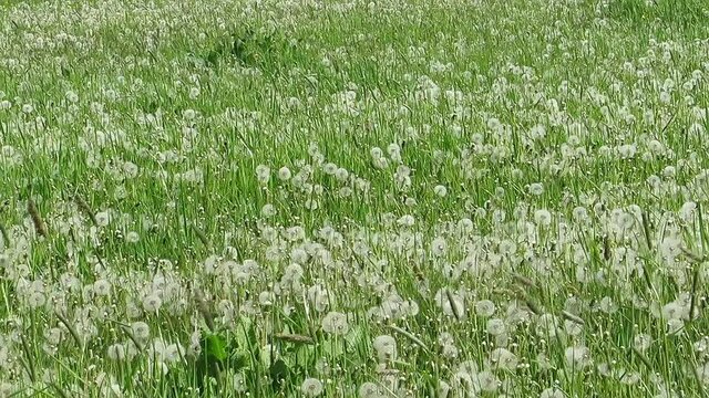 Dandelion lawn in the grass a lot