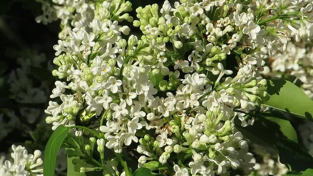 Flowers of white lilac green beetle on flowers crawling