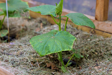 Young green plants in spring seedling of small cucumber in greenhouse