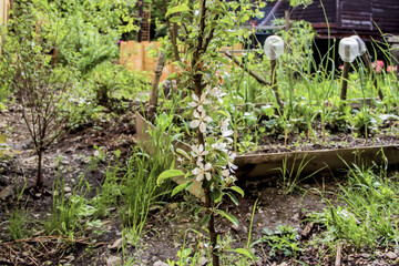 apple tree in the garden