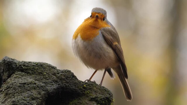 The european robin bird known simply as the robin or robin redbreast in Ireland and Britain, is a small insectivorous passerine bird that belongs to the chat subfamily of the Old World flycatcher