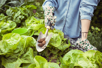 pretty blonde young woman is looking for slugs in lettuce in raised bed in garden and is not a fan of the animals and is not happy - obrazy, fototapety, plakaty