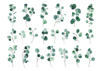 Set of watercolor eucalyptus green leaves isolated on white background. Hand drawn silver dollar eucalyptus branch greenery. Floral foliage herb botanical illustration © madiwaso