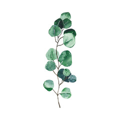 Watercolor eucalyptus green leaf isolated on white background. Hand drawn silver dollar eucalyptus branch greenery. Floral foliage herb botanical illustration