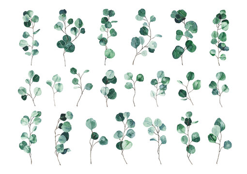Set of watercolor eucalyptus green leaves isolated on white background. Hand drawn silver dollar eucalyptus branch greenery. Floral foliage herb botanical illustration