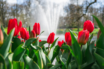 Scene from Keukenhof Park with Red Tulips and Fountain