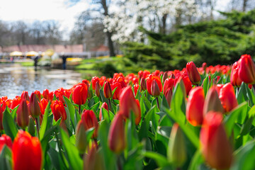 Scene from Keukenhof Park with Red Tulips