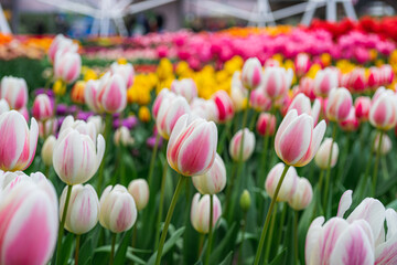 Tulip Pavilion at Keukenhof, Netherlands