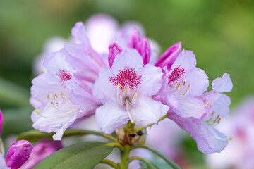 Rhododendron, beautiful pink flowers in the reserve, spring plants, pink background.
