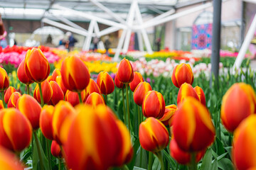 Tulip Pavilion at Keukenhof, Netherlands
