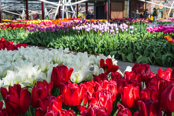 Tulip Pavilion at Keukenhof, Netherlands