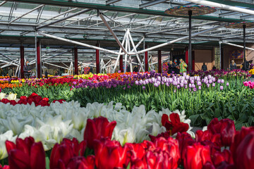 Tulip Pavilion at Keukenhof, Netherlands