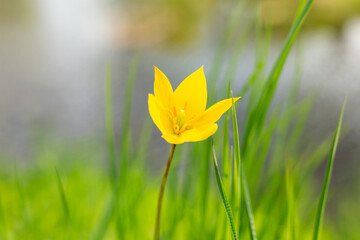 Beautiful Yellow Wild Tulip (Tulipa sylvestris) flower