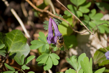 close-up bee sitting on a purple flower in the meadow