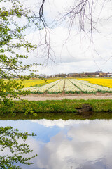 Spring Flowers at Keukenhof, Netherlands