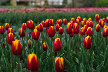 Scene from Keukenhof Park with Red Tulips
