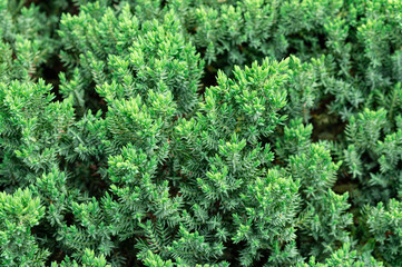 fresh spring greens of juniper branches