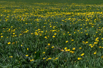 field of yellow dandelions