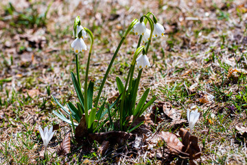 Spring snowflake in the garden, close up	
