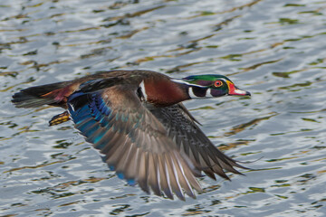 Male wood duck/ carolina duck (Aix sponsa) flying in beautiful light, seen in a India. - Powered by Adobe