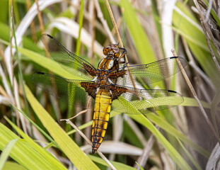 broad bodied chaser
