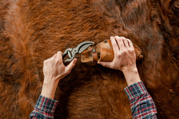Top view unrecognizable man holding a vintage scissors. Work tool for leather on hairy cow skin...