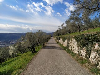 Street between olive trees in Verona city