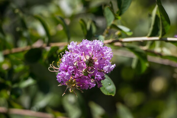 Close up  Pink  Tabebuia rosea blossom