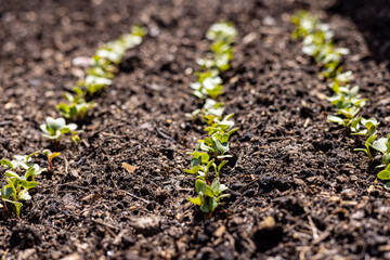 young radish plants shortly after being sowed