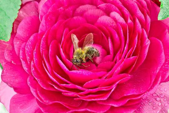 Honey bee on ranunculus flower Picture 02