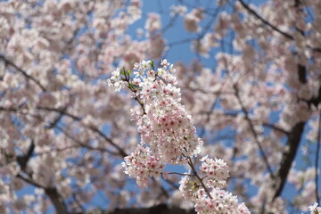 cherry blossom
