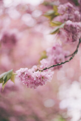 Sakura cherry blossom in the garden