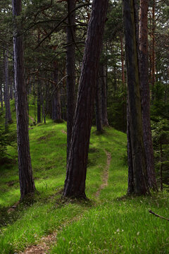 Vertr&auml;umter Waldweg mit saftig gr&uuml;nem Gras im Fr&uuml;hling, F&ouml;hren s&auml;umen den Weg im Hochformat