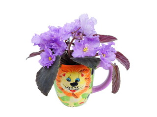 Saintpaulia ( African violets, Streptocarpus teitensis ) with purple flowers in a pot isolated on a white background. Kids style decoration for room.