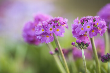 Obraz premium Primula denticulata