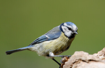 Fototapeta premium blue tit