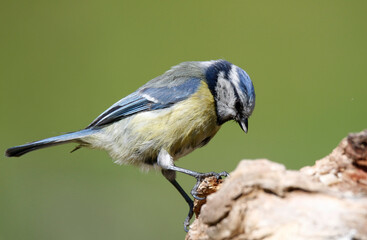 blue tit