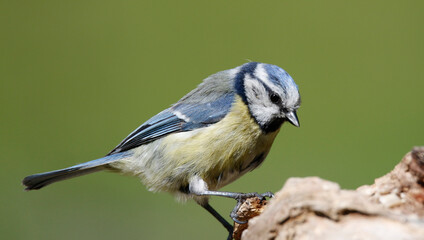 blue tit