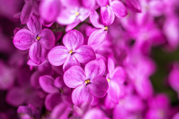 Lovely bright purple lilac flowers background. Spring blooming macro. Closeup, copy space.